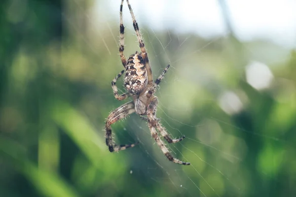 Feche Teia Cobweb Teia Aranha Contra Fundo Natural Orvalho Uma — Fotografia de Stock