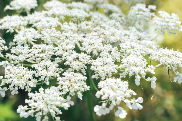 Uzavřít Bílé Divoké Kvítky Mrkve Divoké Větší Lopuchu Létě Louce — Stock fotografie