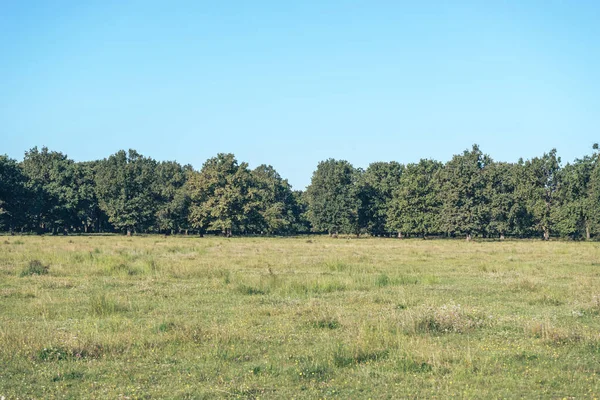 Beautiful Tree Oak Forest Landscape Green Meadow Sky — Stock Photo, Image