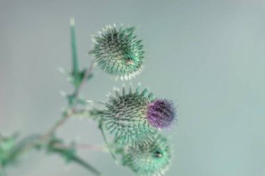 Renkli bir arka planda güzel, soyut bir çiçek burgeri. Minimalizm retro tarzı konsept. Tasarım için arkaplan deseni.