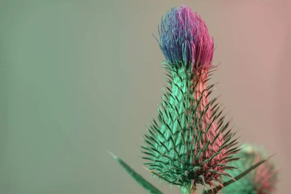 Κοντινό Πλάνο Όμορφο Κολπίσκο Λουλουδιών Πολύχρωμο Φως Νέον Μινιμαλισμός Ρετρό — Φωτογραφία Αρχείου
