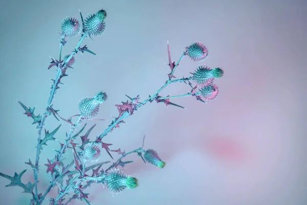 Belle Bardane Fleurs Dans Une Lumière Néon Colorée Minimalisme Concept — Photo