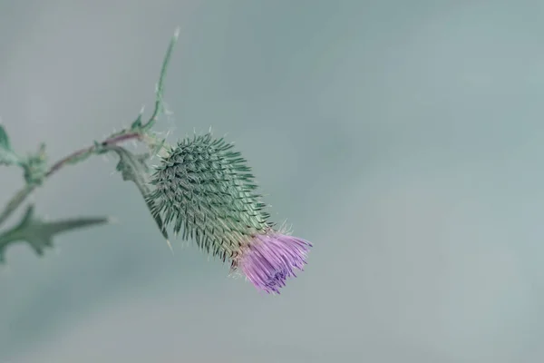 色彩斑斓的背景上美丽的抽象花坛 简约主义复古风格的概念 设计的背景模式 — 图库照片