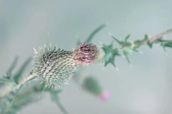 Schöne Abstrakte Blume Klette Auf Einem Bunten Hintergrund Minimalismus Retro — Stockfoto
