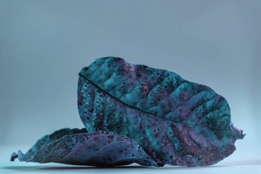 Güzel solmuş yaprağı neon ışıkta kapat. Minimalizm sonbahar tarzı konsept. Tasarım için arkaplan deseni.