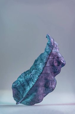 Güzel solmuş yaşlı bir yaprak neon ışıkta. Minimalizm sonbahar tarzı konsept. Tasarım için arkaplan deseni.