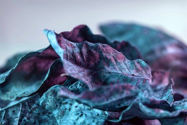 Güzel solmuş yaprağı neon ışıkta kapat. Soyut sonbahar tarzı konsept. Tasarım için arkaplan deseni.