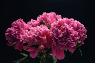 Siyah arka planda güzel şakayık çiçekleri.