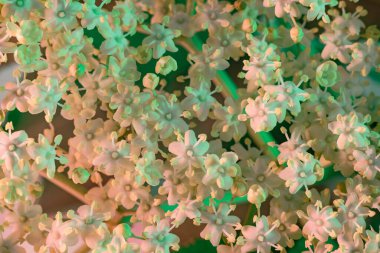 Beautiful white flowers and green leafs. Background pattern for design. Macro photography view. 	