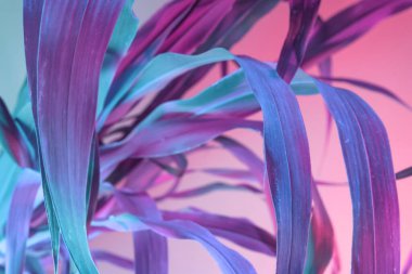 Güzel, soyut yaprak bitkisinin pembe ışığını kapat. Neon ışıkta çok güzel bir bitki. Minimalizm retro tarzı konsept. 