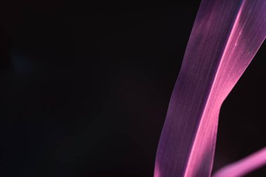 Güzel, soyut yaprak bitkisinin pembe ışığını kapat. Neon ışıkta çok güzel bir bitki. Minimalizm retro tarzı konsept. Tasarım için arkaplan deseni. 