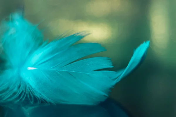 Hermosa Pluma Pájaro Azul Sobre Fondo Bokeh Fondo Del Patrón —  Fotos de Stock