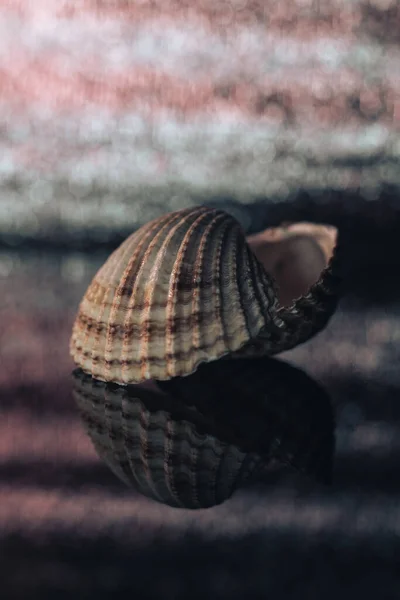 Close Beautiful Seashells Black Glass Table Green Silver Bokeh Background — Stock Photo, Image