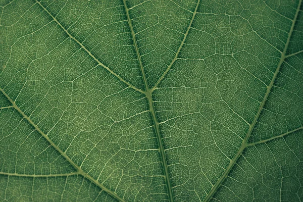 Schließen Sie Grüne Textur Hintergrund Zugeschnittener Schuss Von Grünem Blatt — Stockfoto