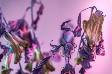 Renkli ışıkta solmuş çiçekleri kapat. Neon ışıkta çok güzel bir bitki. Minimalizm retro tarzı konsept. Tasarım için arkaplan deseni.