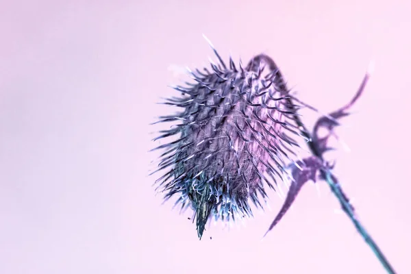 Schöne Abstrakte Blume Klette Auf Einem Bunten Hintergrund Minimalismus Retro — Stockfoto
