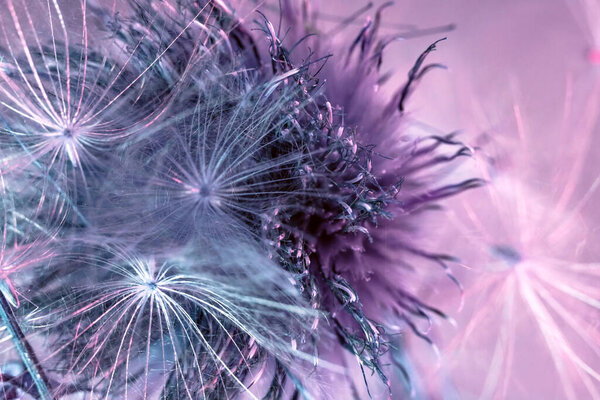 Цветок лопуха на цветном фоне. Концепция минимализма в стиле ретро. Фоновый шум для дизайна.