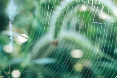 Örümcek ağı ya da örümceğin ağı doğal bir arkaplana karşı, çiy bir örümceğin üzerine düşer. .