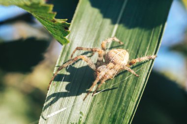 Örümcek ağı ya da örümceğin ağı doğal bir arkaplana karşı, çiy bir örümceğin üzerine düşer. .