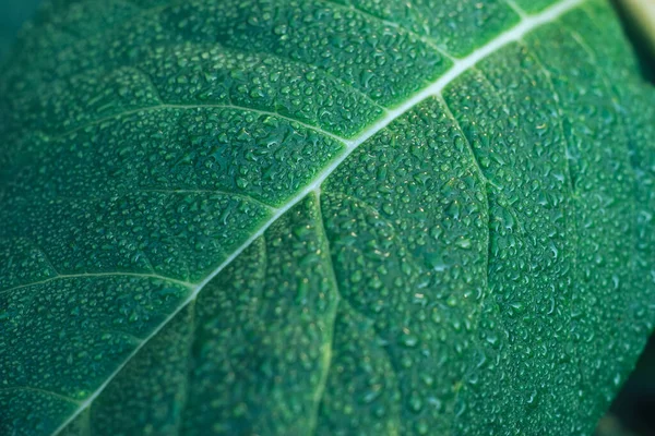 Primer Plano Detalle Una Planta Hoja Jardín Hermoso Patrón Fondo —  Fotos de Stock