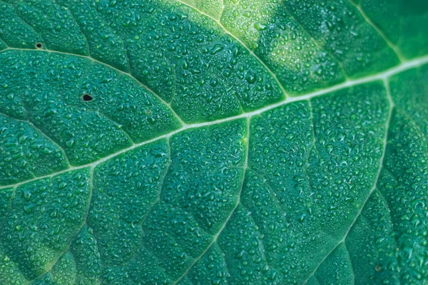 Detailaufnahme Einer Blattpflanze Garten Schöne Hintergrundmuster Für Design — Stockfoto