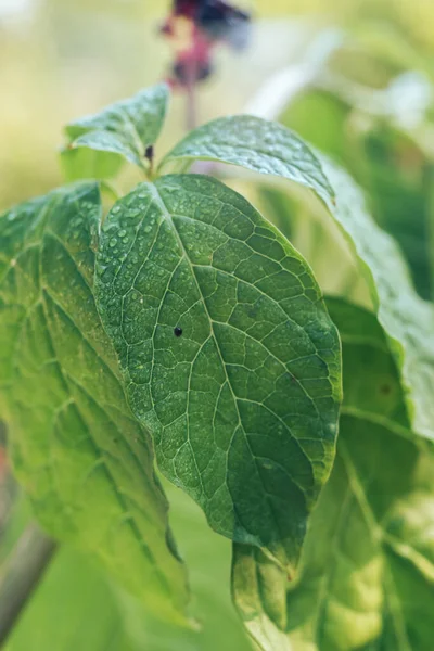 Close Detalhe Uma Planta Folha Jardim Padrão Fundo Bonito Para — Fotografia de Stock