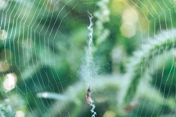 Cobweb or spider\'s web against a natural background, Dew drops on a spider .