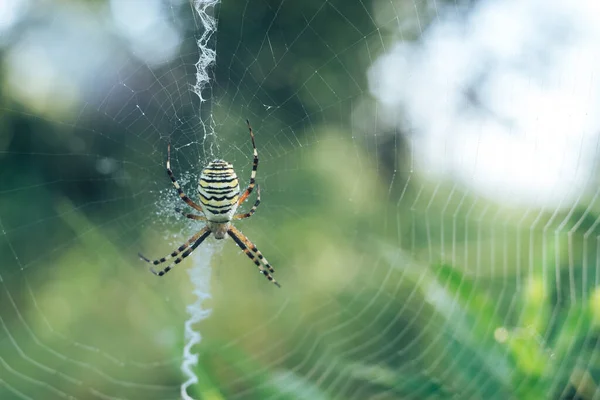 Teia Aranha Teia Aranha Contra Fundo Natural Orvalho Cai Sobre — Fotografia de Stock