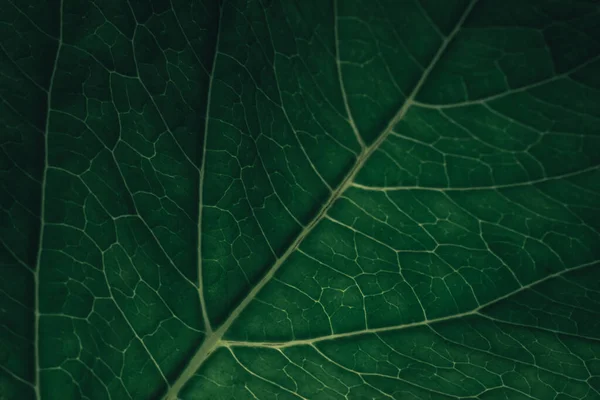 Fundo Textura Verde Bonita Tiro Cortado Folha Verde Texturizado Pattrn — Fotografia de Stock