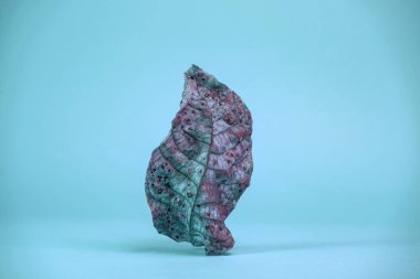 Mavi ışıkta solgun, güzel bir yaprak. Minimalizm sonbahar tarzı konsept. Tasarım için arkaplan deseni.