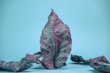 Mavi ışıkta solgun, güzel yapraklar. Minimalizm sonbahar tarzı konsept. Tasarım için arkaplan deseni.