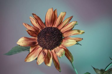 Soyut ayçiçeği bitki rengi ışığı. Neon ışıkta çok güzel bir bitki. Minimalizm retro tarzı konsept. Tasarım için arkaplan deseni. 