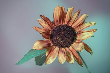 Soyut ayçiçeği bitki rengi ışığı. Neon ışıkta çok güzel bir bitki. Minimalizm retro tarzı konsept. Tasarım için arkaplan deseni. 