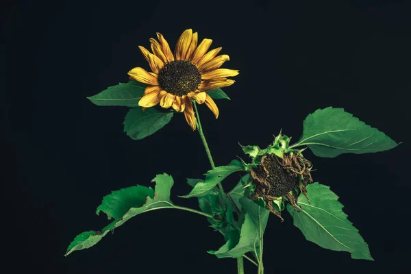 Slunečnicová Kytka Černém Nádherná Rostlina Minimální Koncept Minimalismu Retro Stylu — Stock fotografie