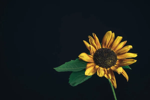 Sonnenblumenpflanze Auf Einem Schwarz Schöne Pflanze Minimal Minimalismus Retro Stil — Stockfoto
