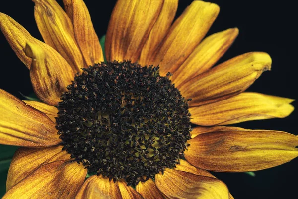 Feche Fábrica Girassol Preto Bonita Planta Mínima Minimalismo Conceito Estilo — Fotografia de Stock