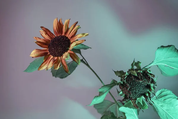 Абстрактне Соняшникове Світло Рослини Красива Рослина Мінімальна Неоновому Світлі Концепція — стокове фото