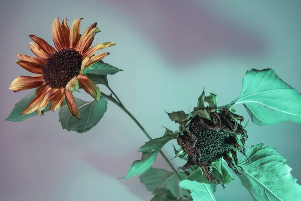 Abstraktní Slunečnicové Rostlinné Světlo Krásná Rostlina Minimální Neonovém Světle Koncept — Stock fotografie