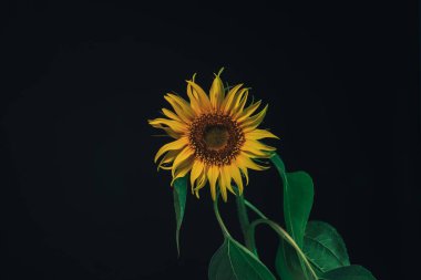 Siyah üzerinde ayçiçeği bitkisi. Güzel bitki minimumu. Tasarım için arkaplan deseni. 