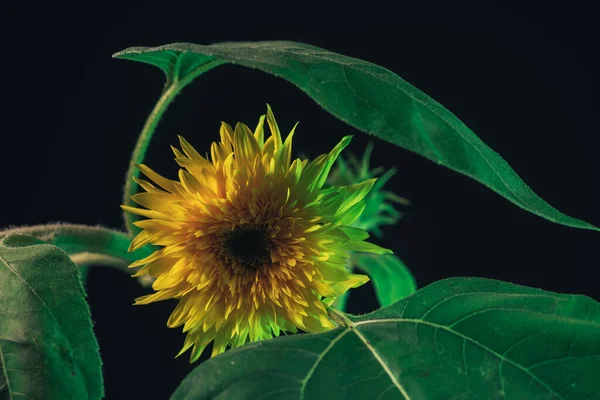 Slunečnice Rostou Černém Nádherná Rostlina Minimální Vzor Pozadí Pro Návrh — Stock fotografie