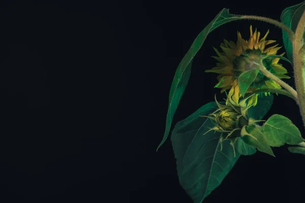 Sunflower plant on a black . Beautiful plant minimal. Background pattern for design.