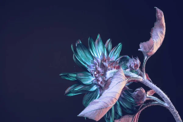 Soyut Ayçiçeği Renkli Bir Işık Tasarım Için Koyu Arkaplan Şablonunda — Stok fotoğraf