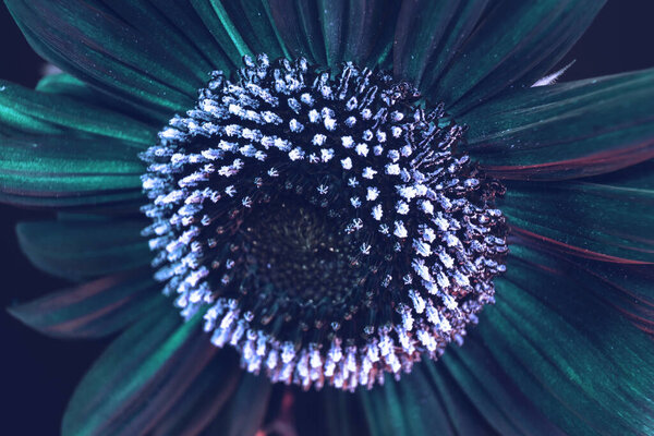 Абстрактный цвет подсолнечника аквамариновый свет. Красивое растение минимально в неоновом свете. Фоновый рисунок для дизайна. Макрофотография.