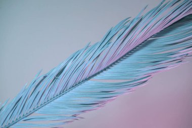 Neon ışığında güzel bir palmiye yaprağı. Minimalizm retro tarzı konsept. Tasarım için arkaplan dokusu. 