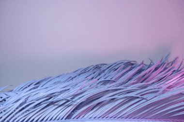 Neon ışığında güzel bir palmiye yaprağı. Minimalizm retro tarzı konsept. Tasarım için arkaplan dokusu. 