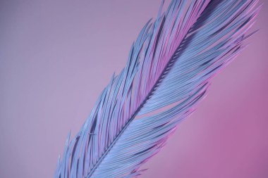 Neon ışığında güzel bir palmiye yaprağı. Minimalizm retro tarzı konsept. Tasarım için arkaplan dokusu. 