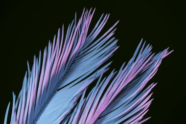 Güzel solmuş palmiye yaprağını neon ışıkta kapayın. Minimalizm retro tarzı konsept. Tasarım için arkaplan dokusu. 