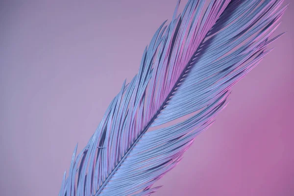 Neon ışığında güzel bir palmiye yaprağı. Minimalizm retro tarzı konsept. Tasarım için arkaplan dokusu. 
