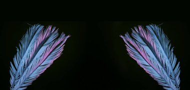 Güzel soluk palmiye yaprakları siyah bir ışıkta parlıyor. Minimalizm retro tarzı konsept. Tasarım için arkaplan dokusu. 