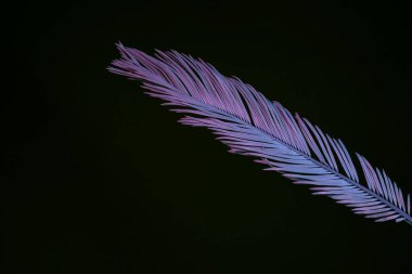 Güzel soluk palmiye yaprağı siyah bir ışıkta. Minimalizm retro tarzı konsept. Tasarım için arkaplan deseni. 